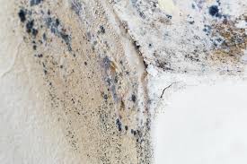 Best Environmental Consulting for Mold Prevention  in Glenwood, MN